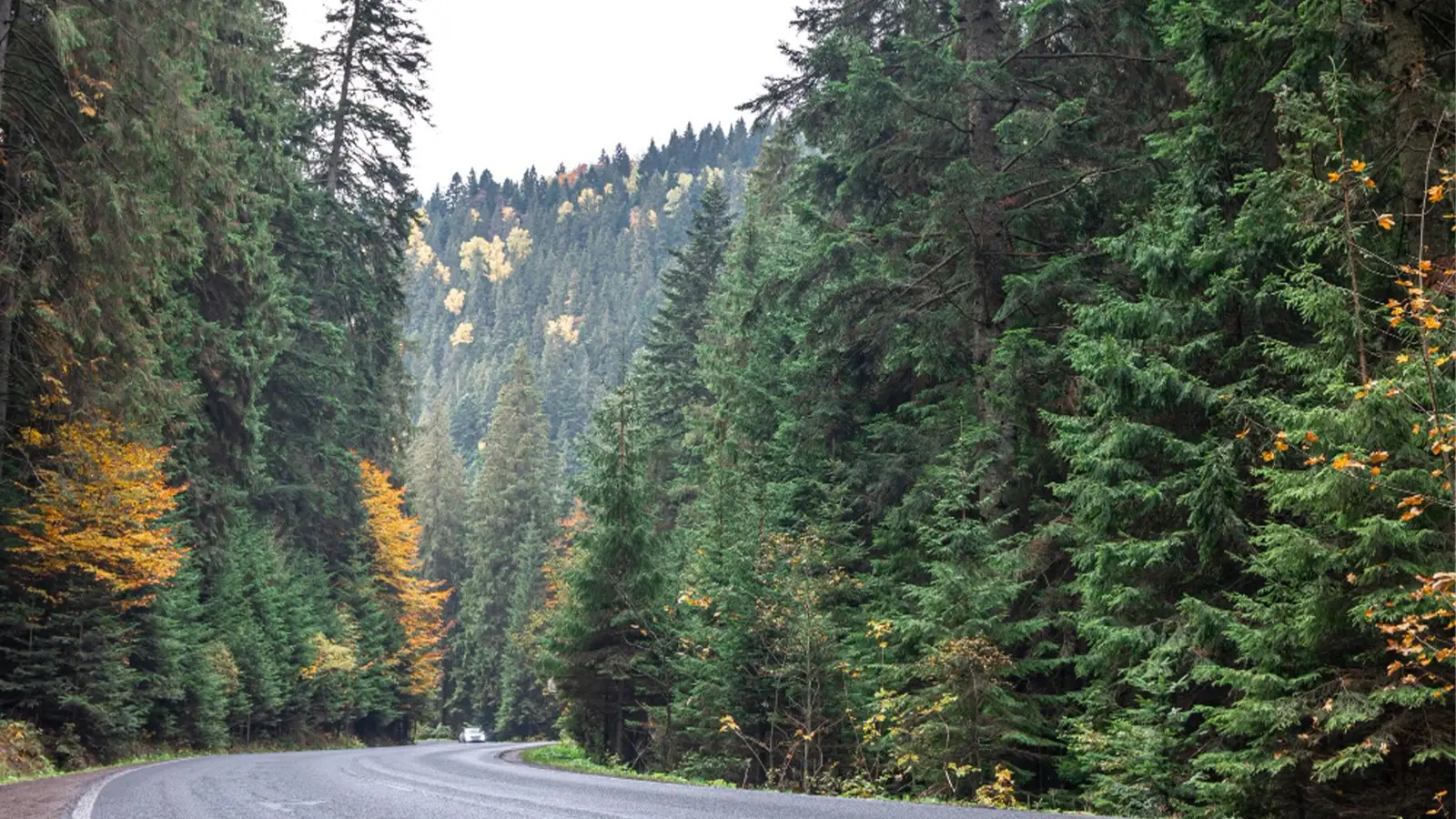 Property services in Salmon Arm and the Shuswap for residential owners